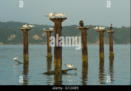 Königliche Seeschwalben und braune Pelikane auf alten Schlafplatz dock, Nationalpark Los Haitises, Dominikanische Republik Stockfoto