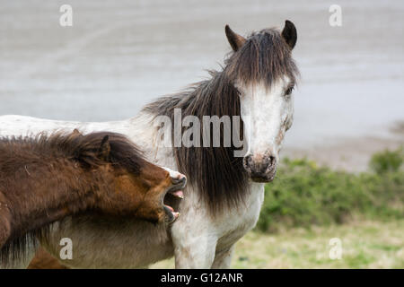 Braun Dartmoor Pony nipping Grauen Hengst. Die einheimische Pferderasse Devon des Königreichs, lebenden Wild auf unwirtlichen Küsten Grünland Stockfoto