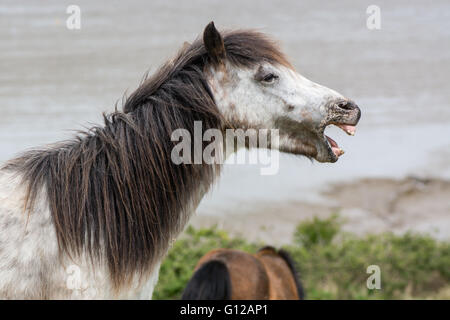 Grau-Dartmoor Pony Hengst mit offenem Mund und Zähne zeigen. Die einheimische Pferderasse Devon von UK, wild lebende Stockfoto