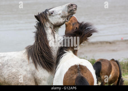 Graue und braune Dartmoor Ponys kämpfen. Die einheimische Pferderasse Devon des Königreichs, lebenden Wild auf unwirtlichen Küsten Grünland Stockfoto