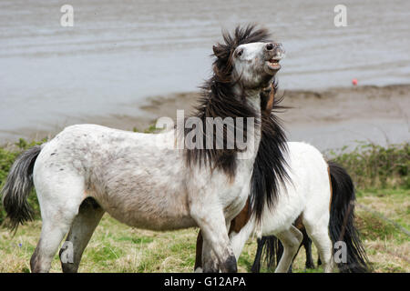 Dunkle Mähne grau Dartmoor-Ponys fließt im Kampf. Die einheimische Pferderasse Devon von UK, wild lebende Stockfoto