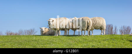 Panorama der weißen Schafe auf dem Deich in den Niederlanden Stockfoto