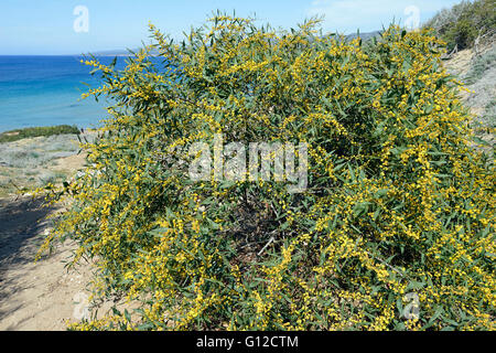 Golden Wattle - Acacia Pycnantha Lara Bay, Zypern Stockfoto