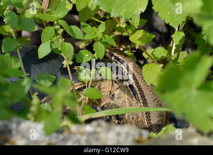 Troodos Mauereidechse - Lacerta Troodica endemisch Reptilien von Zypern Stockfoto