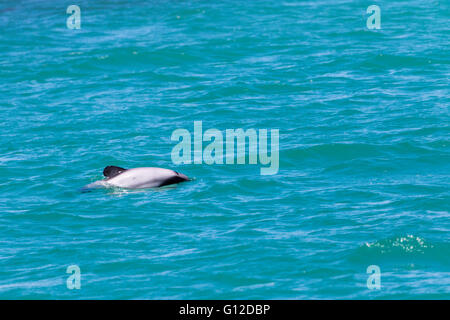 Hector Delfin, Akaroa, Neuseeland Stockfoto