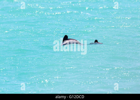 Hector Delfin mit Kalb, Akaroa, Neuseeland Stockfoto