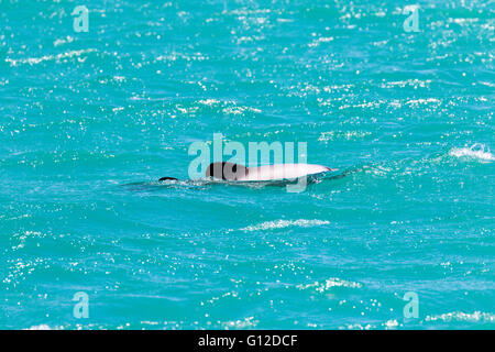 Hector Delfin mit Kalb, Akaroa, Neuseeland Stockfoto