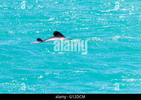 Hector Delfin mit Kalb, Akaroa, Neuseeland Stockfoto