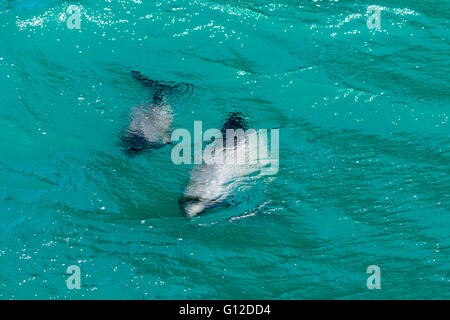 Weibliche Hector-Delfin mit Kalb, Akaroa, Neuseeland Stockfoto