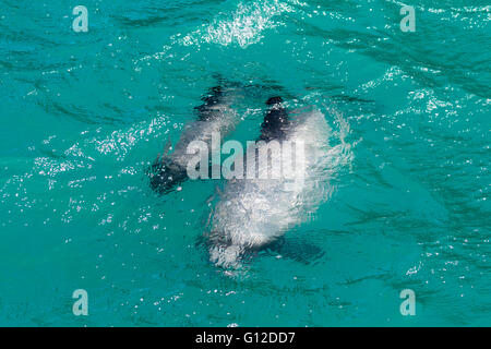 Weibliche Hector-Delfin mit Kalb, Akaroa, Neuseeland Stockfoto