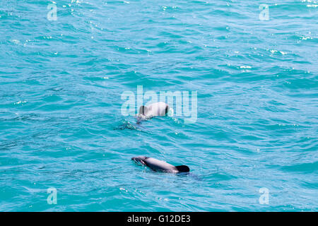 Weibliche Hector-Delfin mit Kalb, Akaroa Harbour, New Zealand Stockfoto