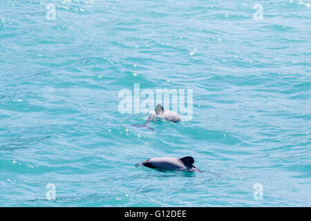 Weibliche Hector-Delfin mit Kalb, Akaroa Harbour, New Zealand Stockfoto