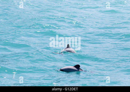 Weibliche Hector-Delfin mit Kalb, Akaroa Harbour, New Zealand Stockfoto