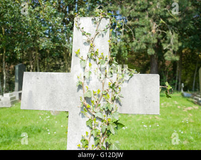 Efeu wächst auf alten Grabstein Stockfoto