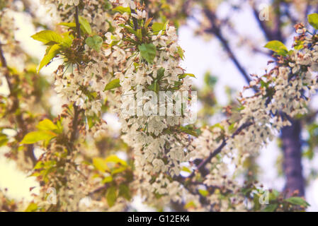 Hautnah auf Blüte Pyrus Nivalis (Birnbaum) Stockfoto