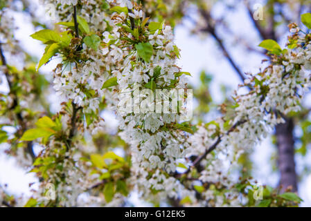 Hautnah auf Blüte Pyrus Nivalis (Birnbaum) Stockfoto