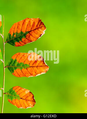 Trockene Blätter auf einem grünen Hintergrund. Stockfoto