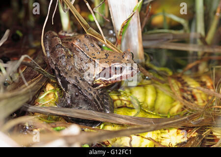 Gemeinsamen englischen Frosch Rana Temporaria in einem Gartenteich Stockfoto