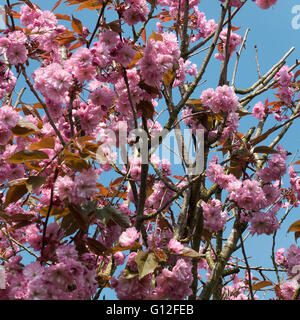 Doppelte blass rosa Kirschblüte Blütentrauben Pink Perfektion in einer Alsager Garten Cheshire England Vereinigtes Königreich UK Stockfoto