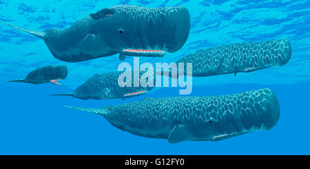 Eine Herde von Pottwale schwimmen zusammen ausruhen zwischen Tiefe Tauchgängen für Squid Beute zu machen. Stockfoto