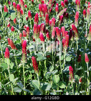 Crimson Clover "Trifolium Incarnatum" Blüte im grünen Bereich. Stockfoto