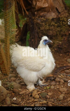 Fluffly weiße Silkie Hühner mit blauem Gesicht Stockfoto