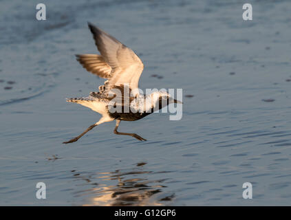 Schwarzbäuchigen oder grauen Regenpfeifer (Pluvialis Squatarola) takin Weg am Meer Strand, Galveston, Texas, USA. Stockfoto