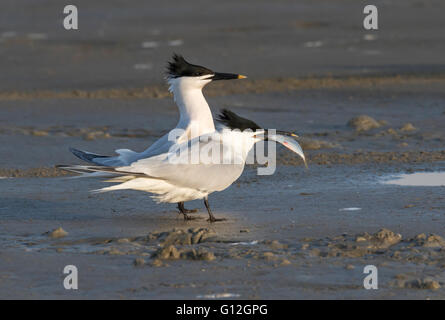 Balz der Brandseeschwalben (Thalasseus Sandvicensis) am Strand Ozeans, Galveston, Texas, USA. Stockfoto