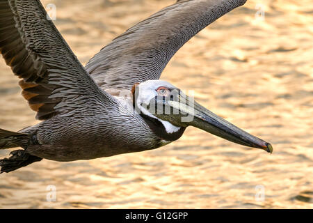 Brauner Pelikan (Pelecanus Occidentalis) fliegen über dem Meer bei Sonnenuntergang, Galveston, Texas, USA Stockfoto