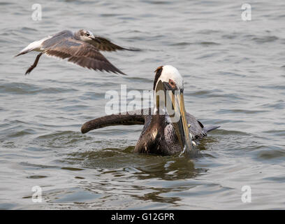 Lachen, Möve, versuchen, den braune Pelikan (Pelecanus Occidentalis), einen Haken wegnehmen Galveston, Texas, USA Stockfoto
