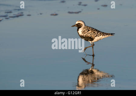 Schwarzbäuchigen oder grauen Regenpfeifer (Pluvialis Squatarola) in der Zucht Gefieder am Ocean Beach, Galveston, Texas, USA. Stockfoto