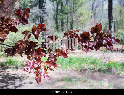Frische Frühlingsluft Wachstum von Rohan Buche fährt um das Arnold Arboretum, Arborway, Boston, Massachusetts, USA Stockfoto