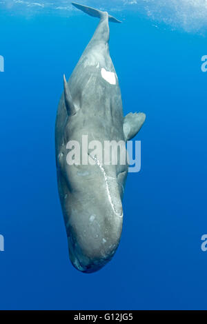 Pottwal, Physeter Macrocephalus, Karibik, Dominica Stockfoto