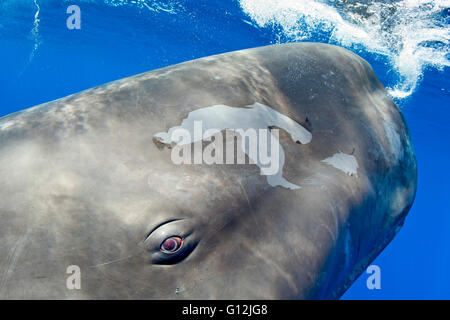 Leiter der Pottwal, Physeter Macrocephalus, Karibik, Dominica Stockfoto