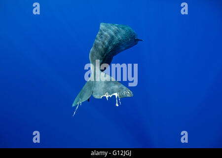 Pottwal, Physeter Macrocephalus, Karibik, Dominica Stockfoto