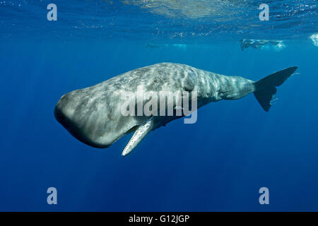 Pottwal, Physeter Macrocephalus, Karibik, Dominica Stockfoto