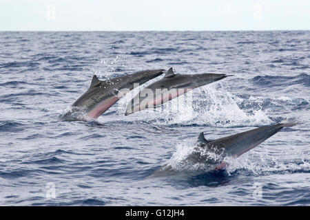 Gruppe von Frasers Delphine, Lagenodelphis Hosei, Karibik, Dominica Stockfoto