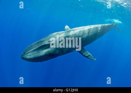 Blauwal Balaenoptera Musculus, Indischer Ozean, Sri Lanka Stockfoto