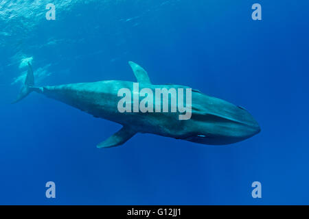 Blauwal Balaenoptera Musculus, Indischer Ozean, Sri Lanka Stockfoto