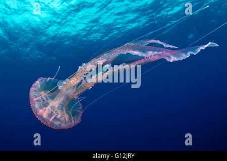 Mauve Stinger Quallen, Pelagia Noctiluca, Santa Maria, Azoren, Portugal Stockfoto