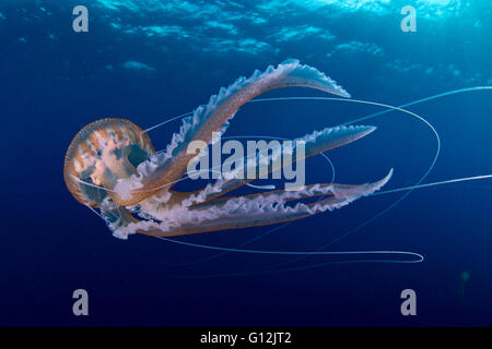 Mauve Stinger Quallen, Pelagia Noctiluca, Santa Maria, Azoren, Portugal Stockfoto