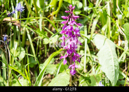 Ein einsamer frühen lila Orchidee blüht unter den Glockenblumen an einem sonnigen Tag im Mai in Landschaft westlich von Kidwelly, Carmarthenshire, Stockfoto