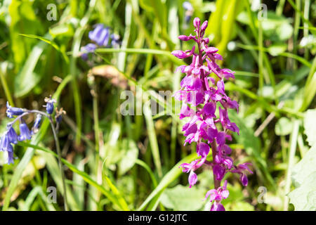 Ein einsamer frühen lila Orchidee blüht unter den Glockenblumen an einem sonnigen Tag im Mai in Landschaft westlich von Kidwelly, Carmarthenshire, Stockfoto