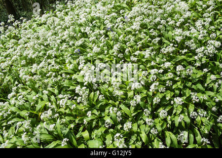 Bärlauch, Lösegeld, Linie Edge Lane im Mai, sonnigen Tag, Wälder westlich von Kidwelly,Carmarthenshire,Wales,U.K., Stockfoto