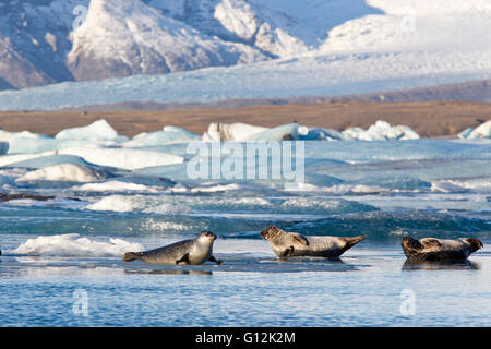 Dichtungen am Joekulsarlon Glacial River Lagune, Phoca Vitulina, Vatnajoekull Nationalpark, Island Stockfoto