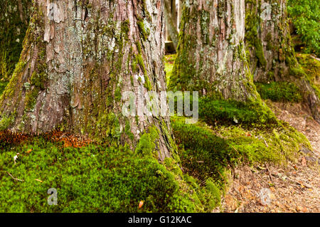 Riesige Basen der Cryptomeria Bäume Stockfoto