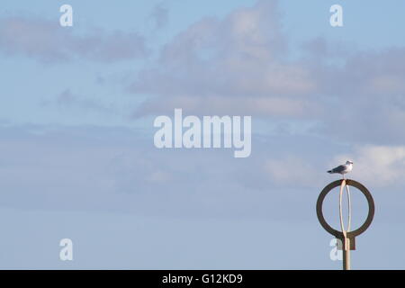 Möwe thront auf einem Mast im Meer Stockfoto