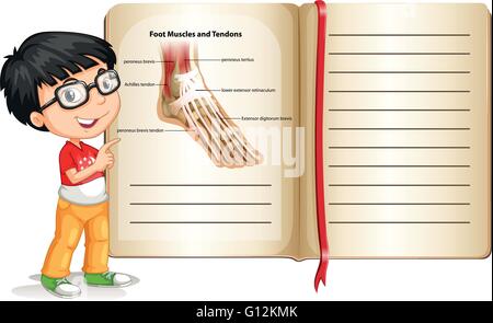 Fußmuskeln und Sehnen auf Seite illustration Stock Vektor