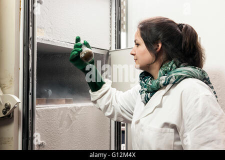 Forscher untersuchen Pilzkulturen in der Labor-Tiefkühltruhe. Stockfoto