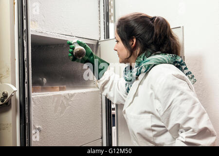 Forscher untersuchen Pilzkulturen in der Labor-Tiefkühltruhe. Stockfoto